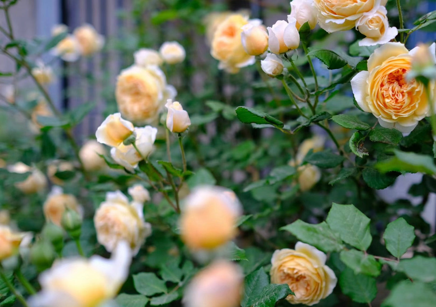 CROWN PRINCESS MARGARETA-Potted Rose-Ship in June