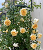 teasing georgia-微笑格鲁吉亚-Potted Rose-Ship in June