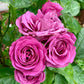 Sunbelt Plum Perfect-Pre Order 2026