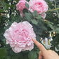 Sophie Rochas-索菲罗莎 -Pre Order 2026