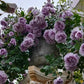 Rainy Blue Rose Climber 蓝色阴雨 -Potted Rose-Ship in June