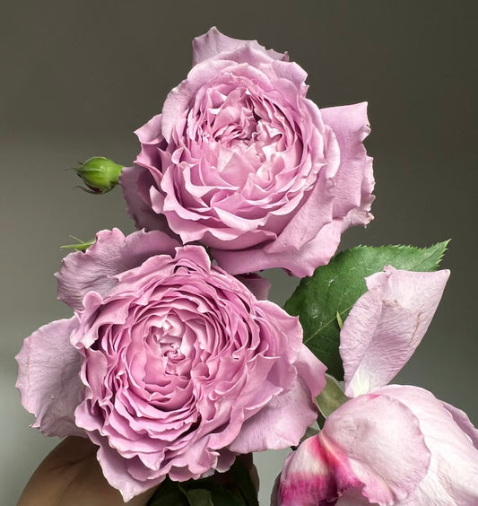 Blue Silky Ball （Lan Si Qiu-Lang Rosa）-Potted Rose- shipped as is