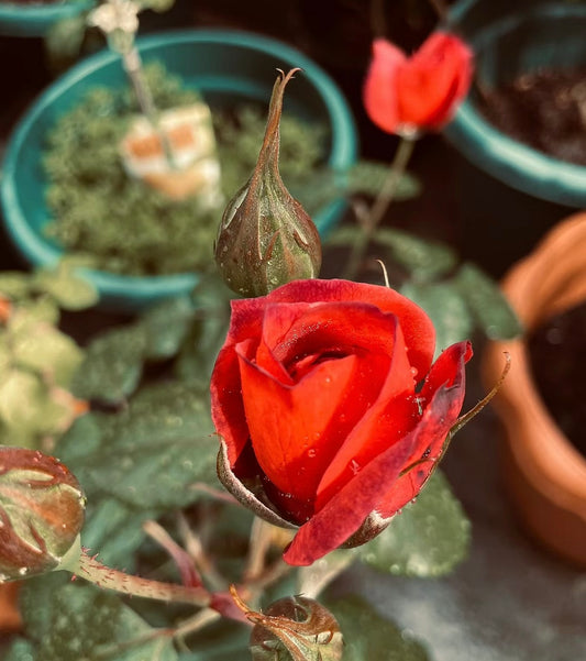 Hot Cocoa-Potted Rose – Ready to Ship