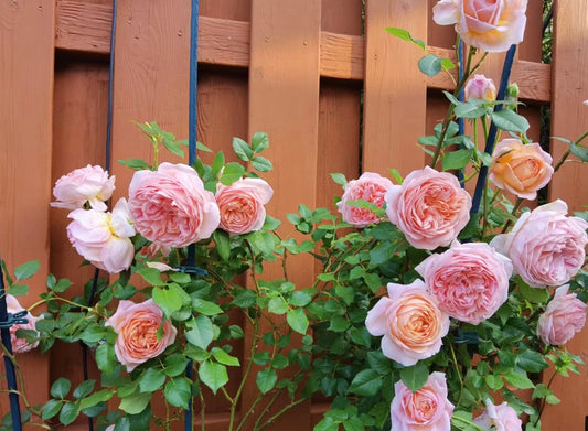 Abraham Darby - Potted Rose-Ship in June