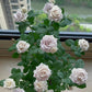Manta曼塔-Potted Rose-Ship in June