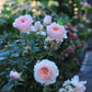 Hiyori Rose-日和 -Pre Order 2026