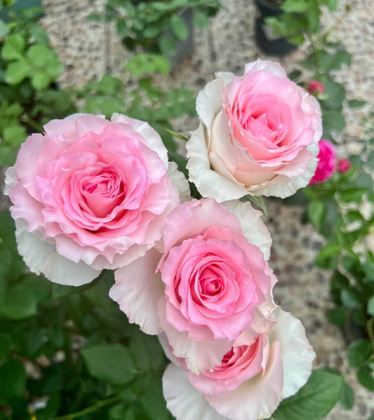Goddess of the Luo River-洛神-Potted Rose – Ready to Ship