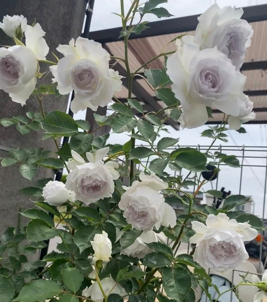 Gabriel Rose-大天使 -Potted Rose – Ready to Ship