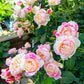 Claude Monet-莫奈 -Pre Order 2026