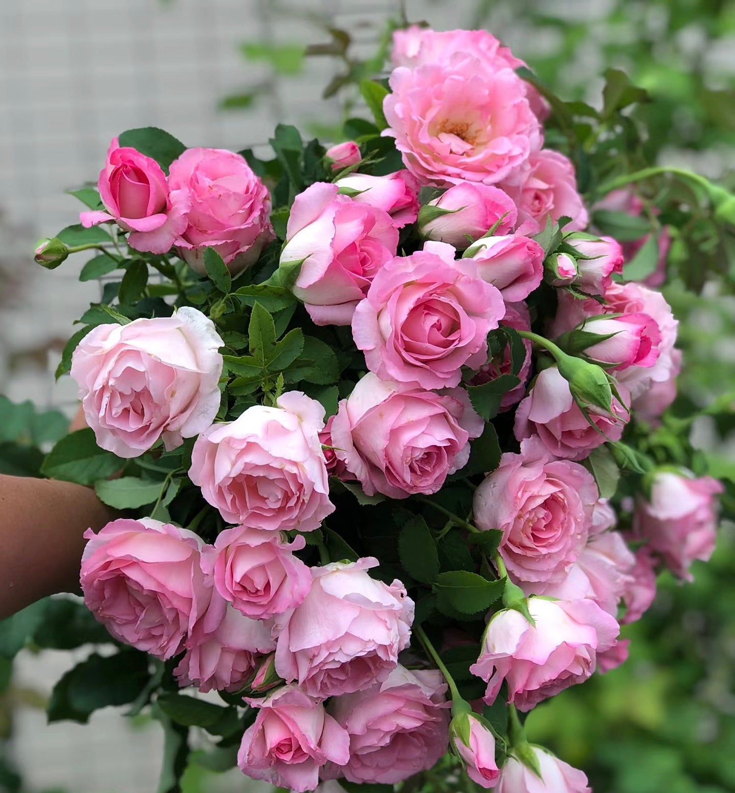 Rien Rose 河本绊 リアン・ローズ Japanese Rose-（2025）