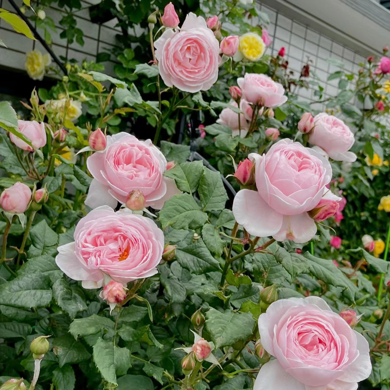 Nahema Rose Bushes Blooming