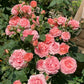 Corail Gelee-珊瑚凝胶 -Pre Order 2026