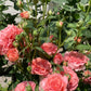 Corail Gelee-珊瑚凝胶 -Pre Order 2026