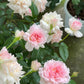 Ajourée アジュール bushes