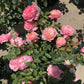 Puff Manorl-泡芙庄园-Bare Roots 2025(Pre-order)