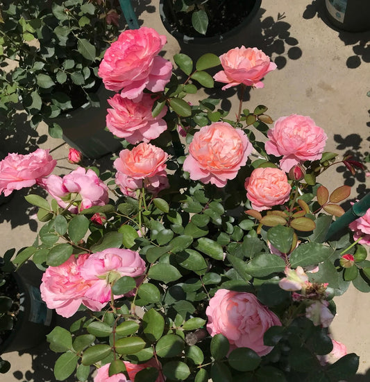 Puff Manorl-泡芙庄园 -Potted Rose – Ready to Ship