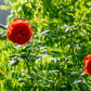 Summer Song Rose 夏日之歌/颂夏 -Pre Order 2026
