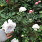 Gabriel Rose-大天使 -Pre Order 2026