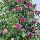 Silk Garment（Lang Rosa）罗衣 -Pre Order 2026