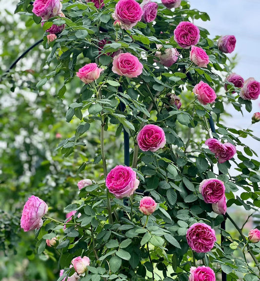 Silk Garment（Lang Rosa）罗衣 -Potted Rose – Ready to Ship