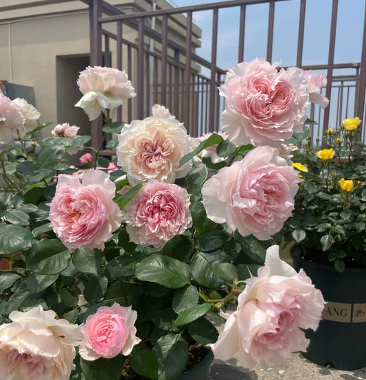 Monique Darve-戴维莫妮卡 -Potted Rose – Ready to Ship