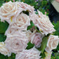 Manta曼塔-Potted Rose-Ship in June