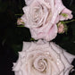 Manta曼塔-Potted Rose-Ship in June