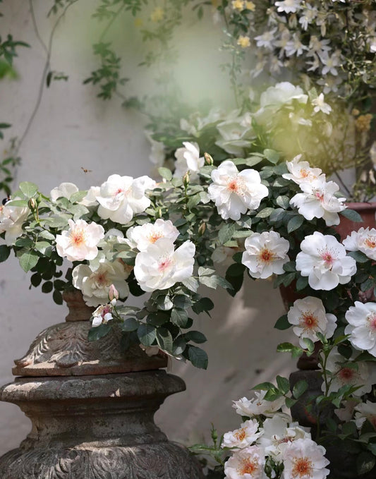 Jacqueline du Pré-杰奎琳 -Potted Rose – Ready to Ship