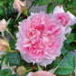 Ajourée blooming | Close shot