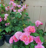 Eustacia Vye-Potted Rose-Ship in June