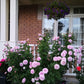 Posidon-Potted Rose – Ready to Ship