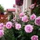 Posidon-Potted Rose – Ready to Ship