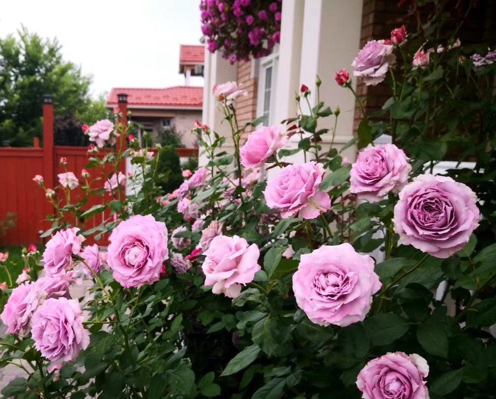 Posidon-Potted Rose – Ready to Ship