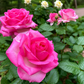 Candy Avalanche-Potted Rose – Ready to Ship