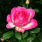 Candy Avalanche-Potted Rose – Ready to Ship