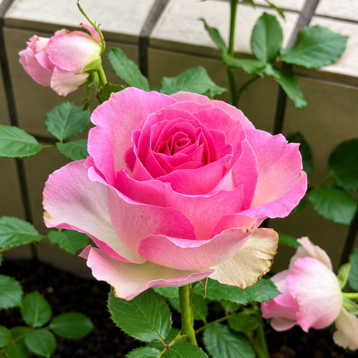 Candy Avalanche-Potted Rose – Ready to Ship