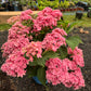 Starfield® Reblooming Hydrangea-Double-flowered hydrangea, Easy Bloom series.