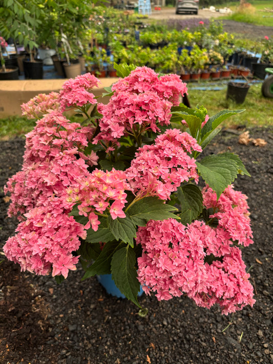 Starfield® Reblooming Hydrangea-Double-flowered hydrangea, Easy Bloom series.