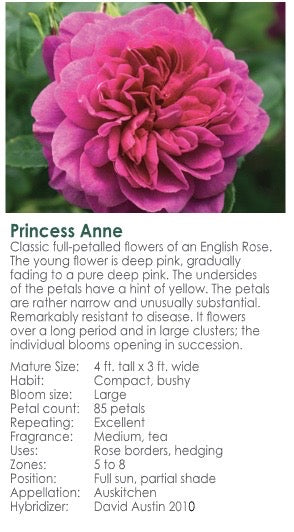 Princess Anne-Bare Roots 2025(Pre-order)