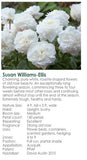 Susan Williams -Ellis-Potted Rose-Ship in June