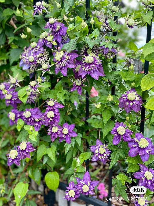 Clematis ‘Taiga‘大河 -1 Gallon Pot