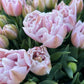 Tulip Katinka - 6 bulbs