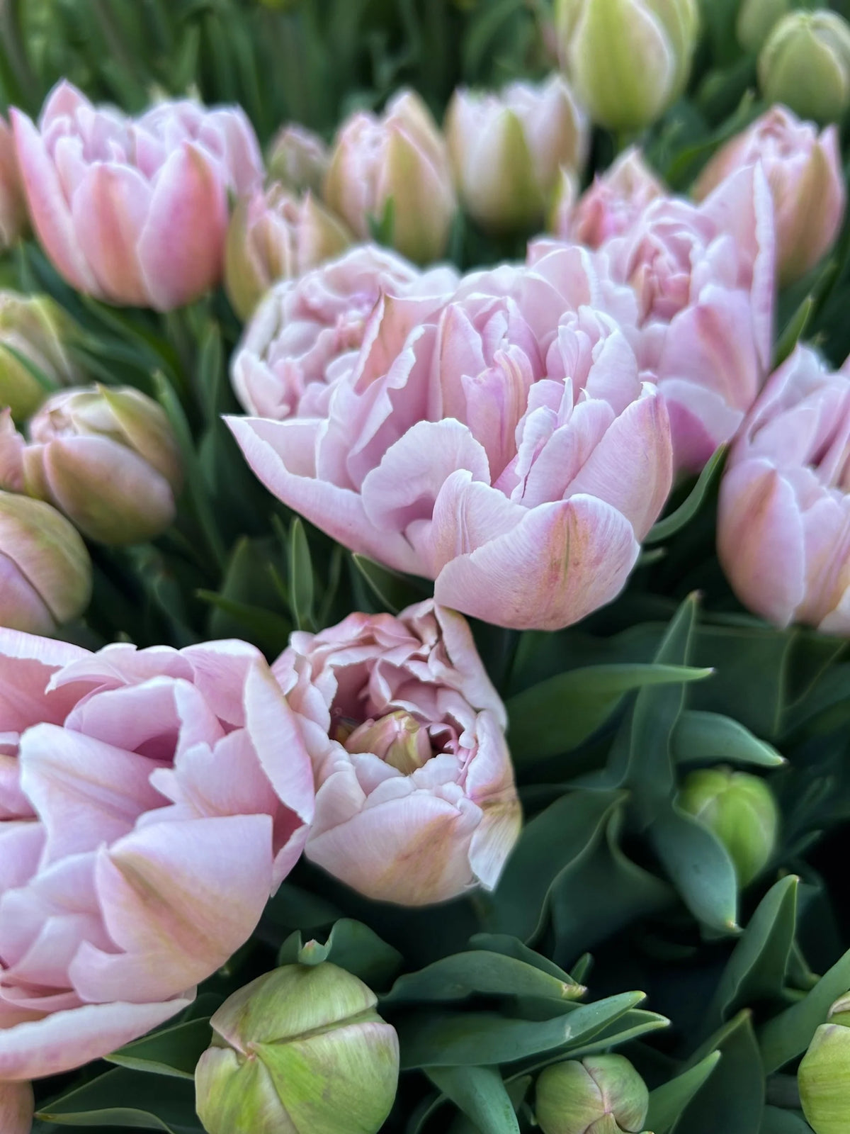 Tulip Katinka - 6 bulbs