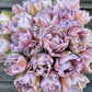 Tulip Katinka - 6 bulbs