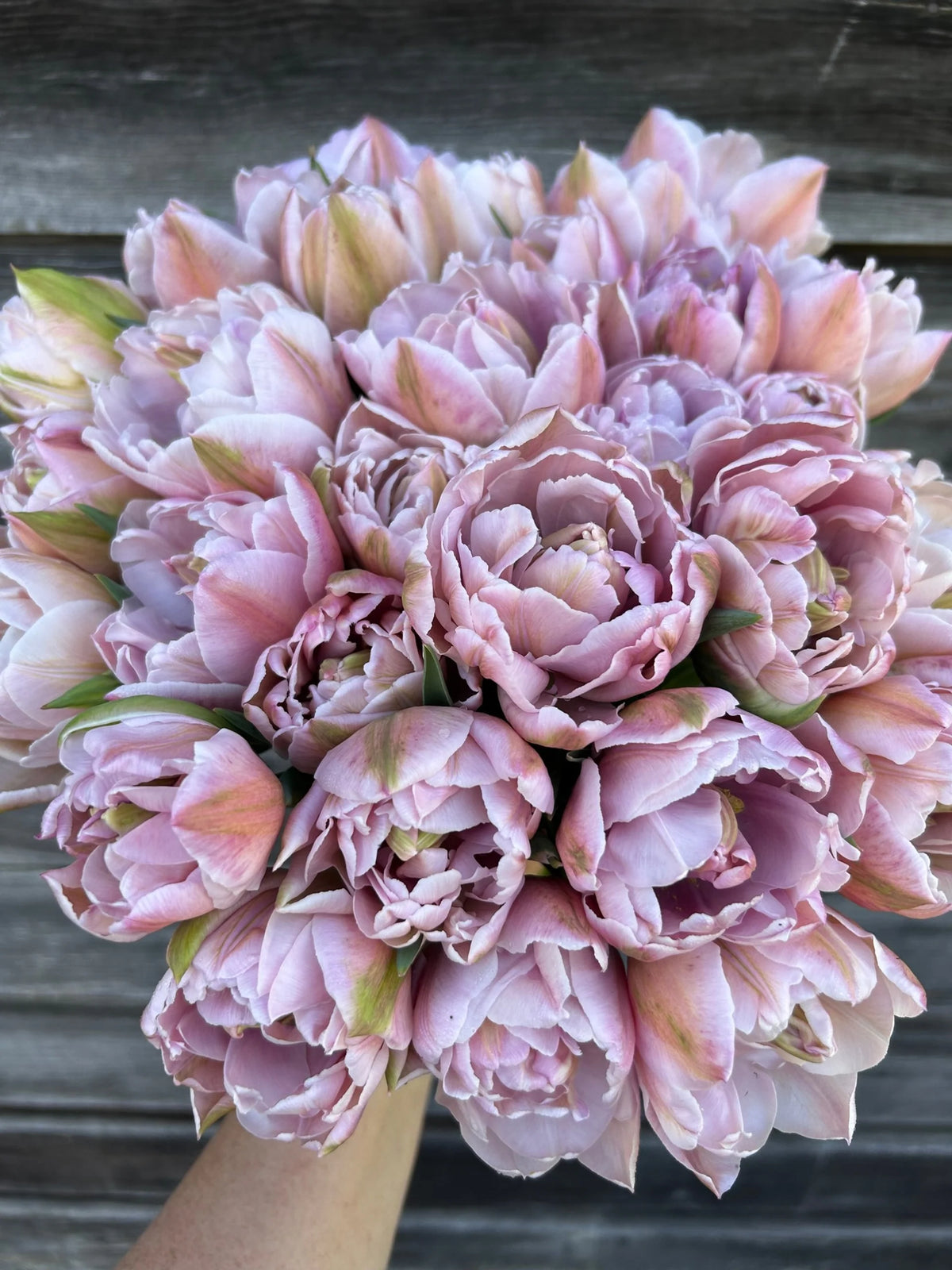 Tulip Katinka - 6 bulbs