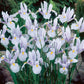 Iris Dutch Carmen - 10 bulbs