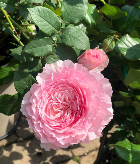 Misaki美咲-Potted Rose – Ready to Ship