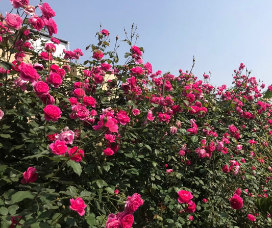 Parada大游行-Potted Rose – Ready to Ship