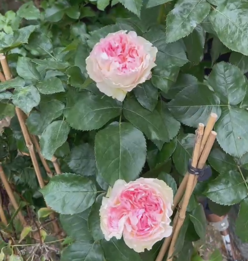 Pashmina 羊羔绒-Potted Rose – Ready to Ship