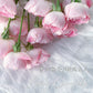 Lady Candle （Wagyu beef）  蜡烛夫人（雪花肥牛）-Potted Rose-Ship in June